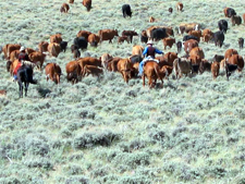 USA-Wyoming-Cochran Working  Ranch